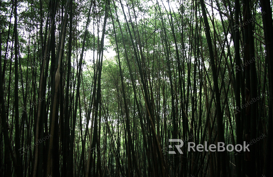 A tall, lush bamboo plant with vibrant green stalks and leaves, reaching towards the sky in a dense, verdant cluster.