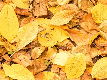 leaves texture (ID:ffabg67941)