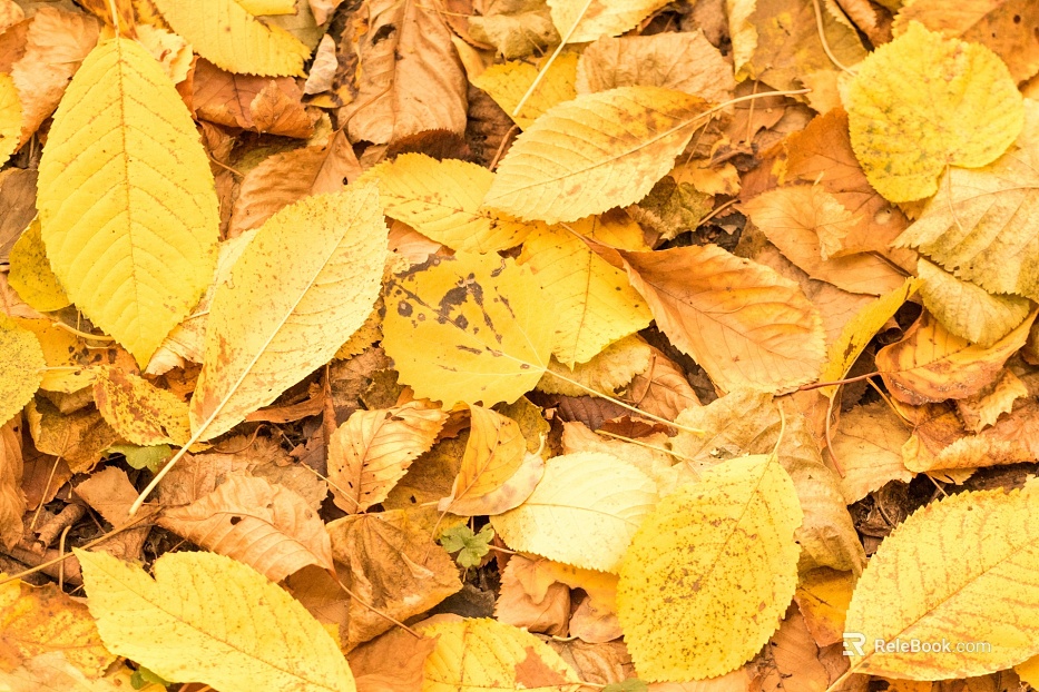 leaves texture