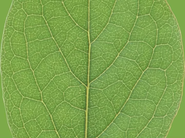 leaves texture (ID:ffacg99488)