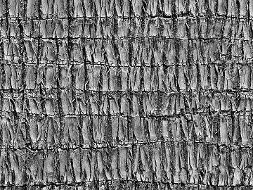 Black and White Bump 3d model