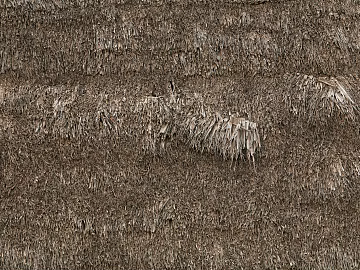 Thatched roof texture (ID:ffaeh022227)