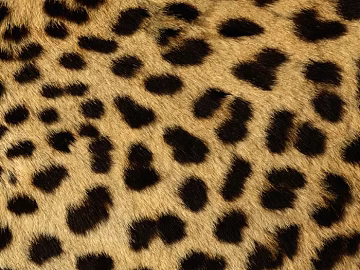 Animal Blanket Carpet texture (ID:ffagf5621)