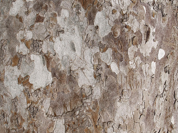 bark texture (ID:ffaef4575)