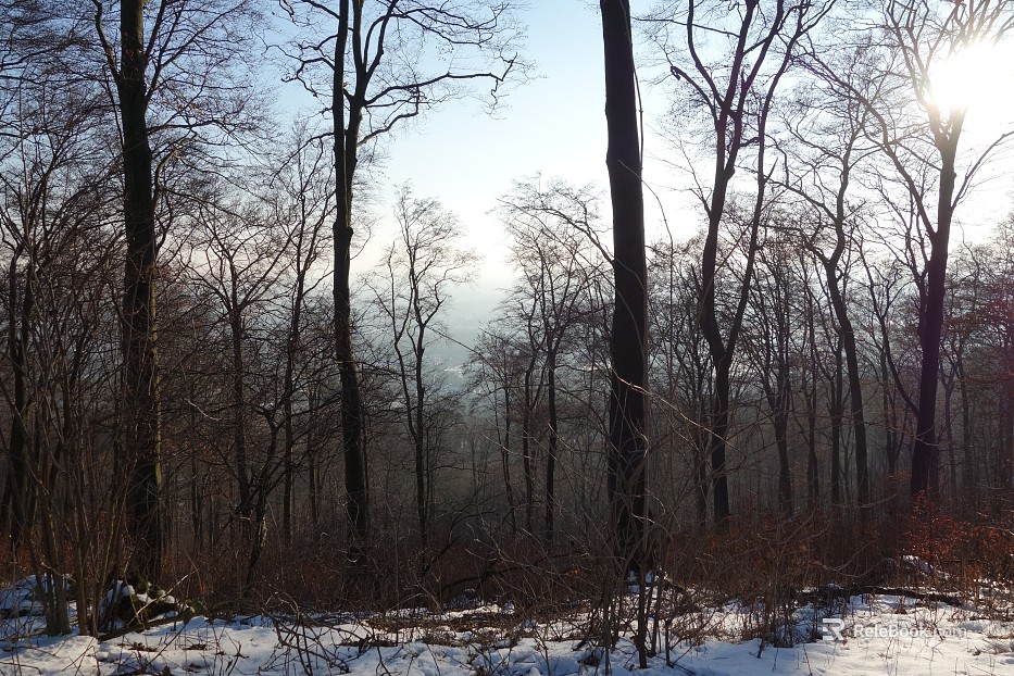 Wild Scenery texture