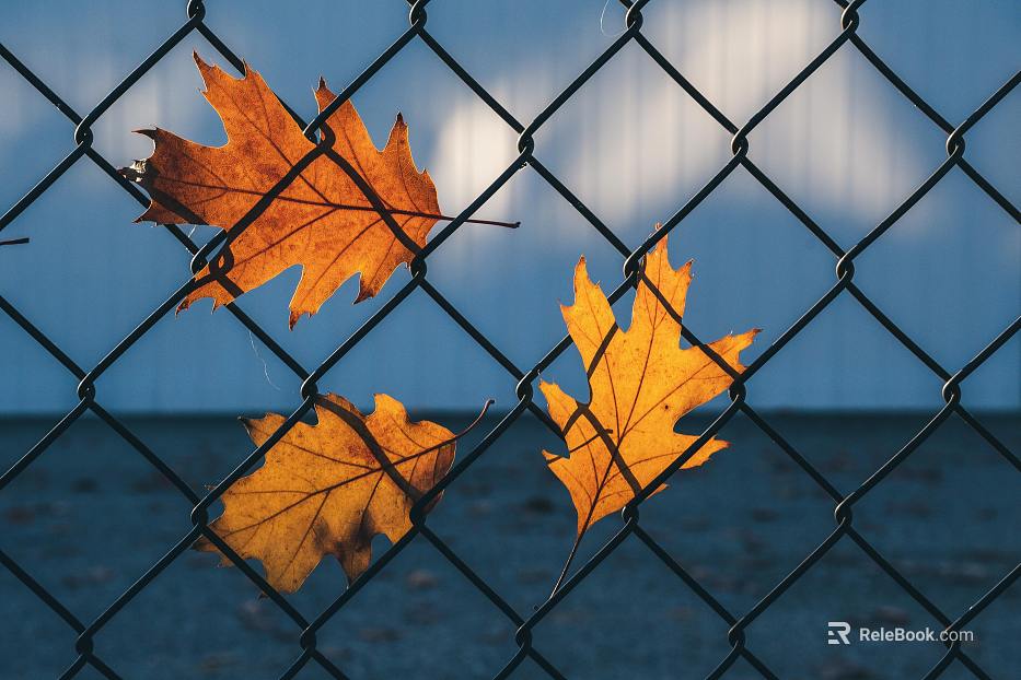 Barbed wire texture