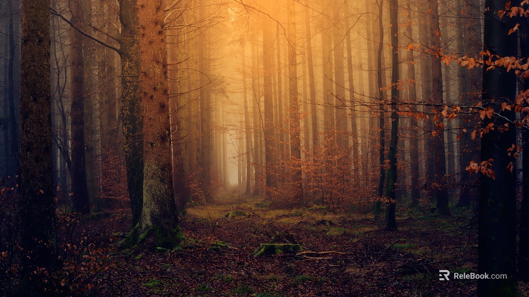 Nature Forest texture