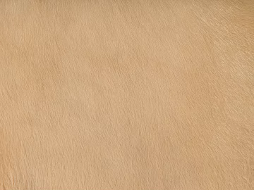 animal hair texture (ID:ffacg28521)