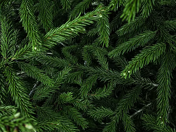 Plants texture (ID:ffagg23665)