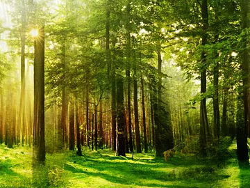Forest texture (ID:ffaeg09046)