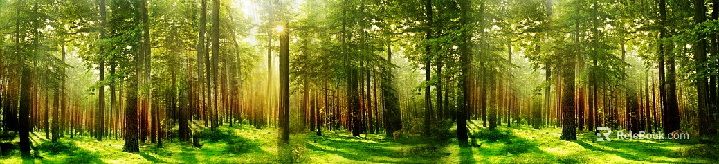 Forest texture