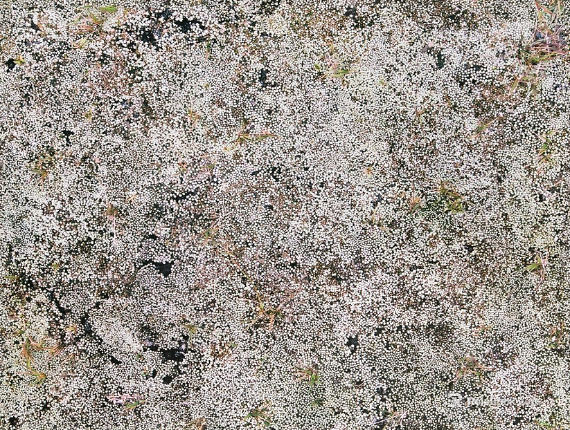 Cement floor texture