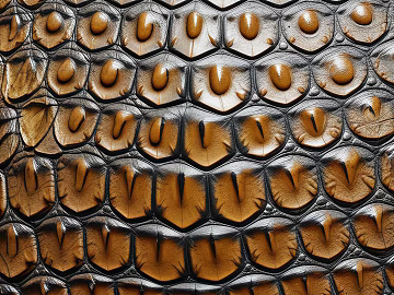 Leather Crocodile Crocodile Crocodile Textured Crocodile Leather 3d model