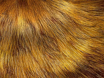 animal fur texture (ID:ffaeg48604)