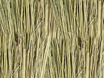 Thatch texture (ID:ffacg36289)
