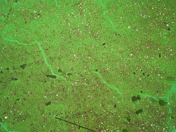 moss texture (ID:ffabg09957)