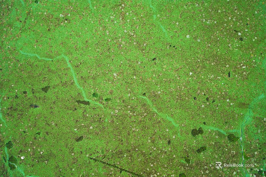 moss texture