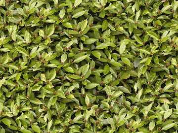 Plants texture (ID:ffagg76447)