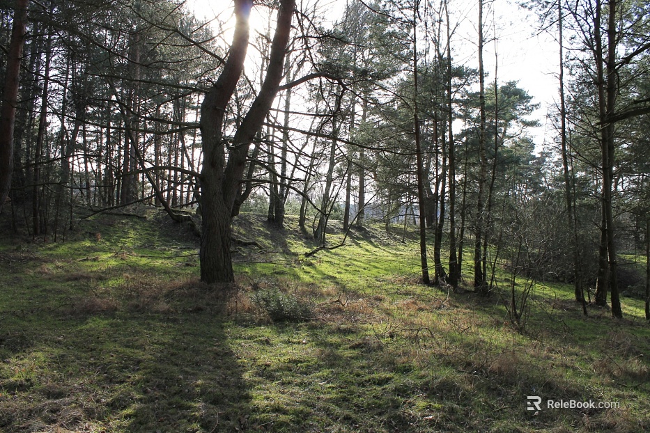Wild Scenery texture