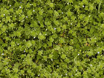 Turf ground texture (ID:ffabf4310)