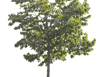 Trees Autumn Trees Big Trees Small Trees Commercial Trees Roadside Trees Community Greening texture (ID:ffach856143)