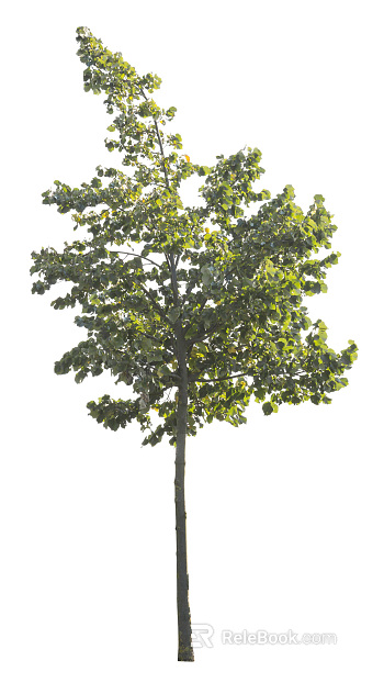 Trees Autumn Trees Big Trees Small Trees Commercial Trees Roadside Trees Community Greening texture