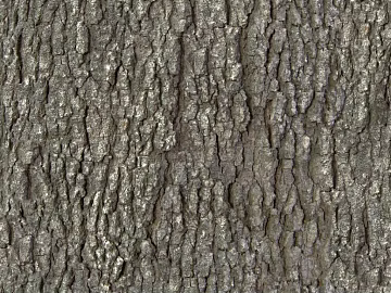bark texture (ID:ffaag69973)