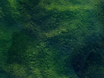 Dark Green Forest Vegetation Outdoor Scene texture (ID:ffaeh935689)
