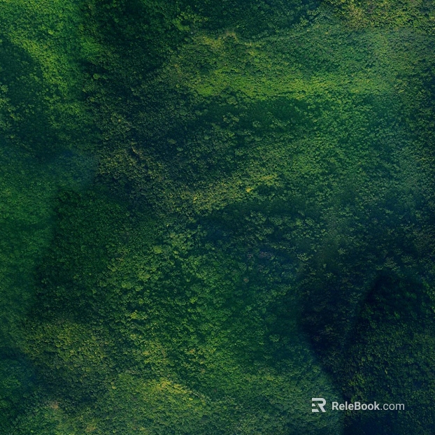Dark Green Forest Vegetation Outdoor Scene texture