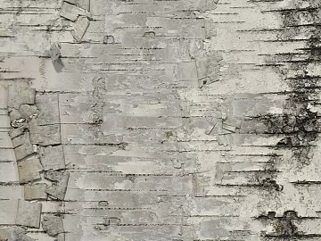 Cement wall ash texture (ID:ffacg10122)
