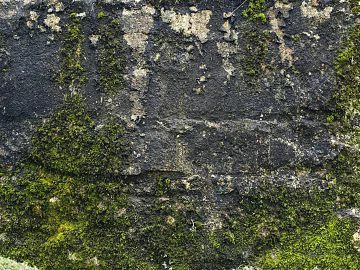 moss texture (ID:ffaeg64665)