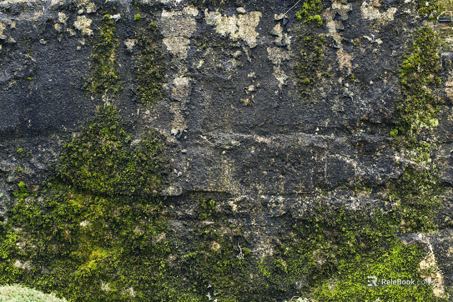moss texture