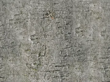 bark texture (ID:ffabg10466)
