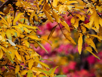 leaves texture (ID:ffagg44985)