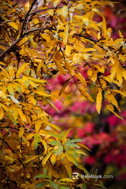 leaves texture