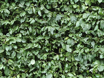 Plants texture (ID:ffacg66875)