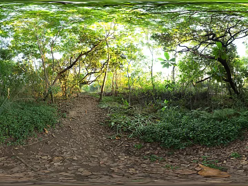 Outdoor Woods Park Daytime HDR texture (ID:ffabg33441)