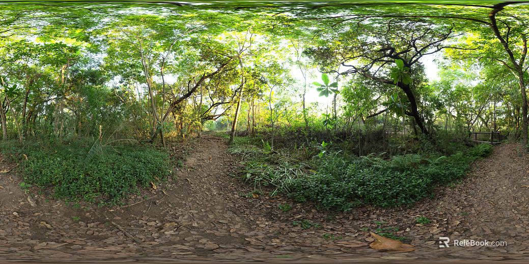 Outdoor Woods Park Daytime HDR texture