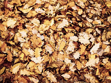 fallen leaves texture (ID:ffagg69178)