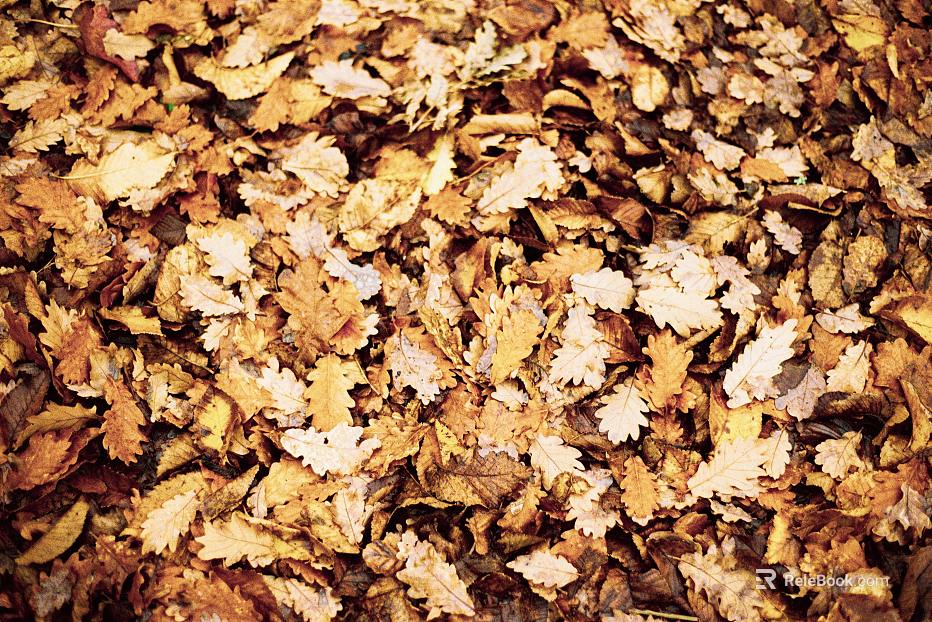 fallen leaves texture