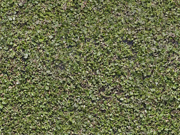 moss texture (ID:ffhee790)