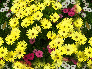 Flowers texture (ID:ffaeg59226)