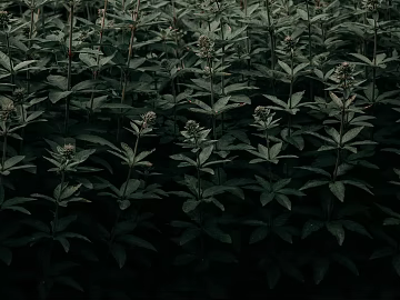 Plants texture (ID:ffaeg40197)