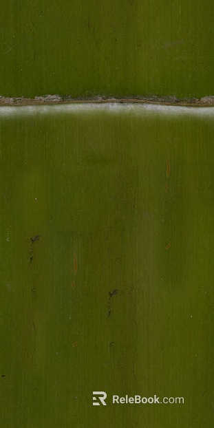Bamboo texture