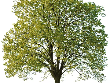 Tree texture (ID:ffaag18175)
