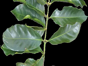 leaves 3d model