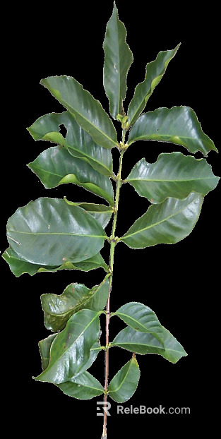 leaves texture