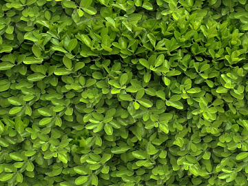 Plants texture (ID:ffaeg60707)