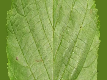 leaves texture (ID:ffadf5718)