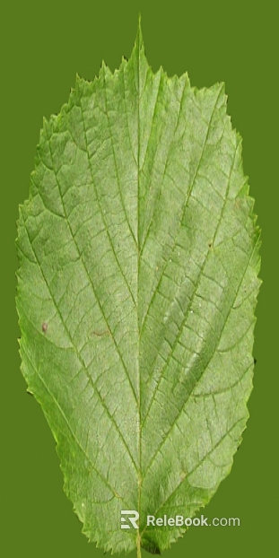 leaves texture